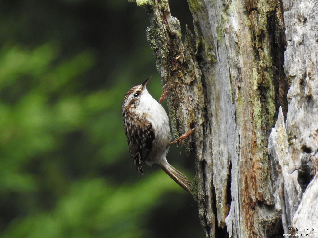 Short-toed Treecreeperadult