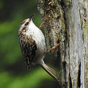 Short-toed Treecreeper