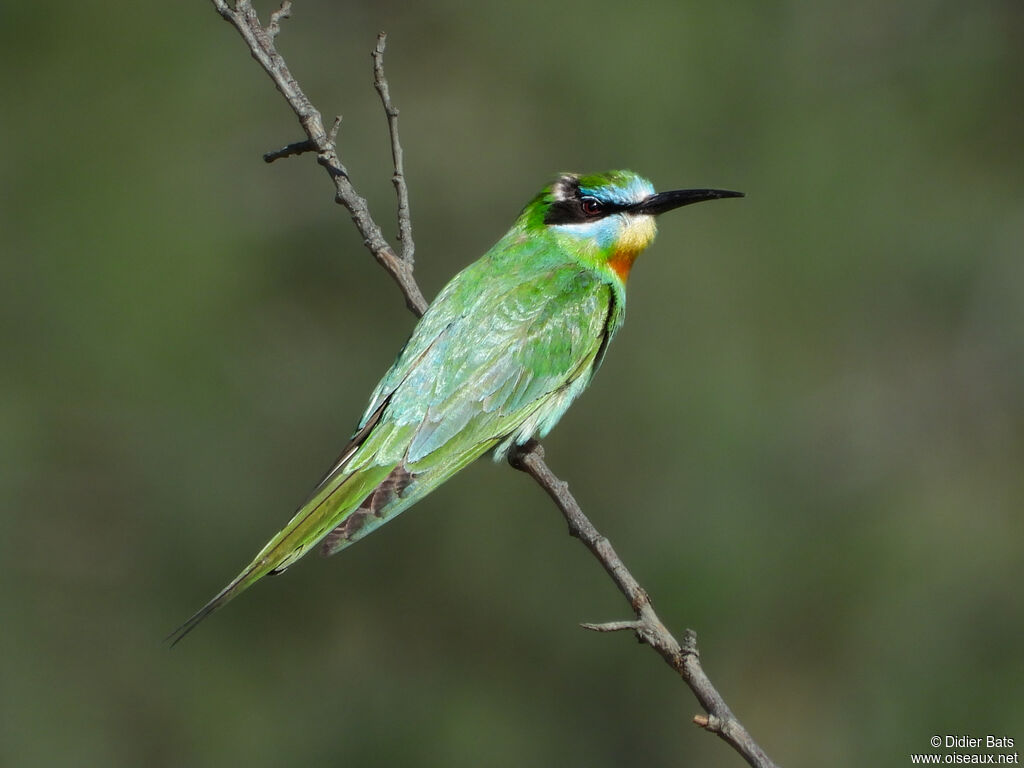 Blue-cheeked Bee-eater