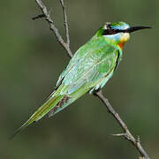 Blue-cheeked Bee-eater