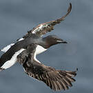 Guillemot de Brünnich