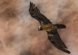 Bearded Vulture