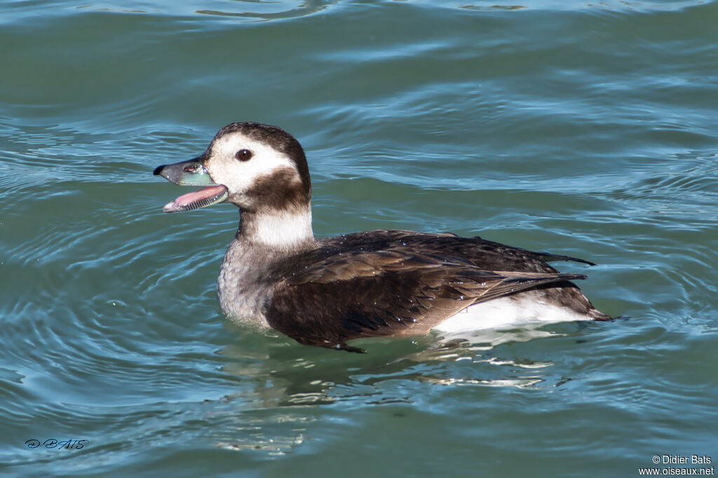 Long-tailed Duck female adult