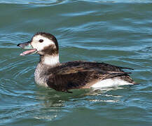 Long-tailed Duck