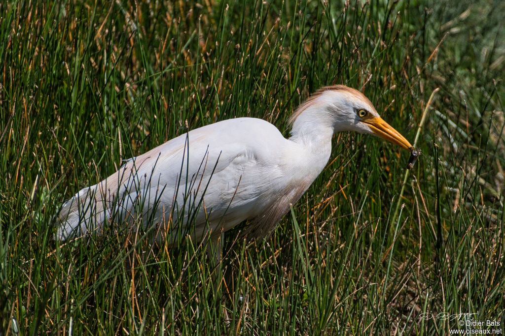 Western Cattle Egretadult breeding