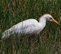 Western Cattle Egret