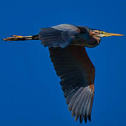 Purple Heron