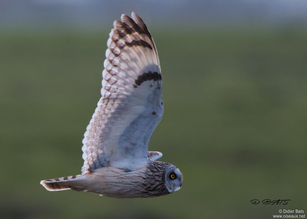 Hibou des marais