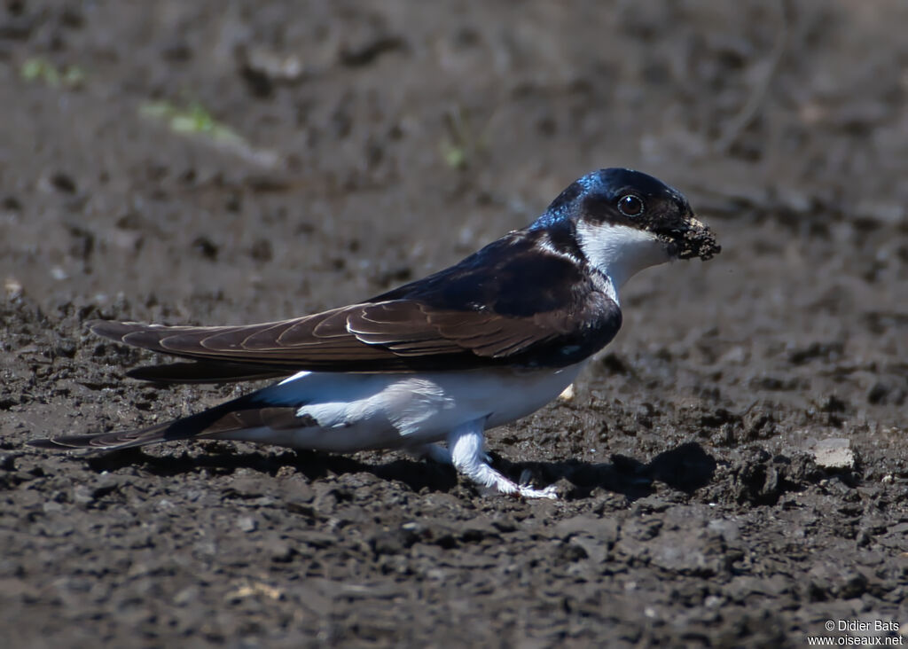 Common House Martin