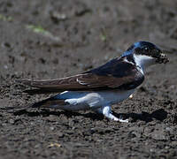 Common House Martin