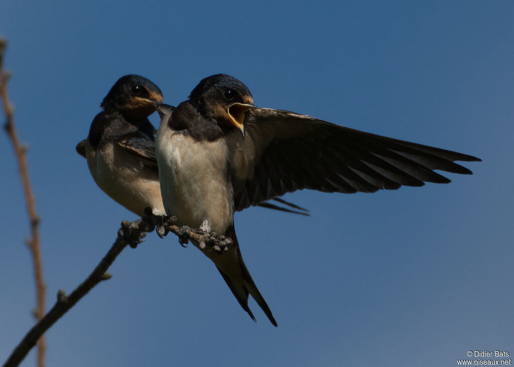 Barn Swallowjuvenile