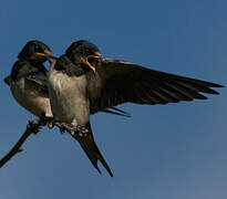 Barn Swallow