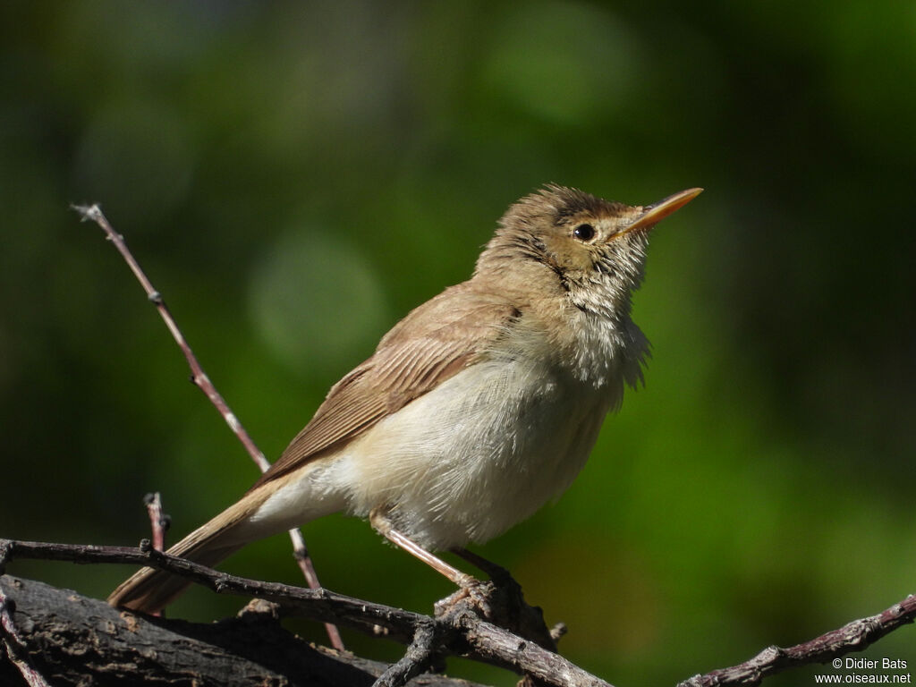 Western Olivaceous Warbler