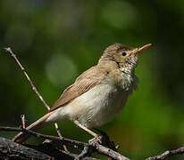 Western Olivaceous Warbler