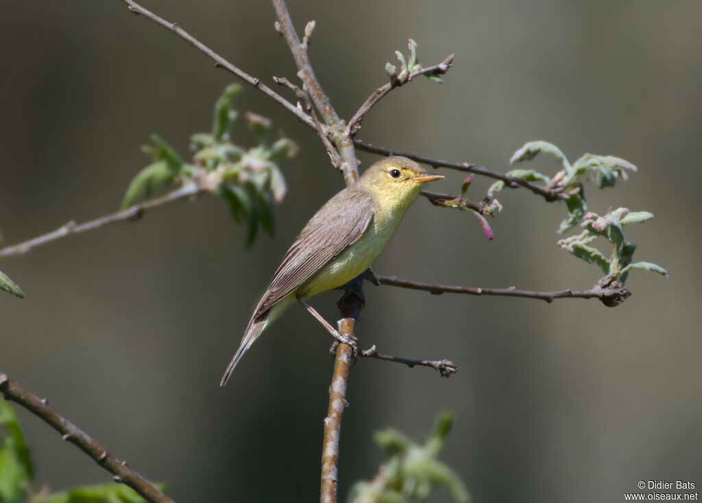 Melodious Warbler