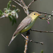 Melodious Warbler