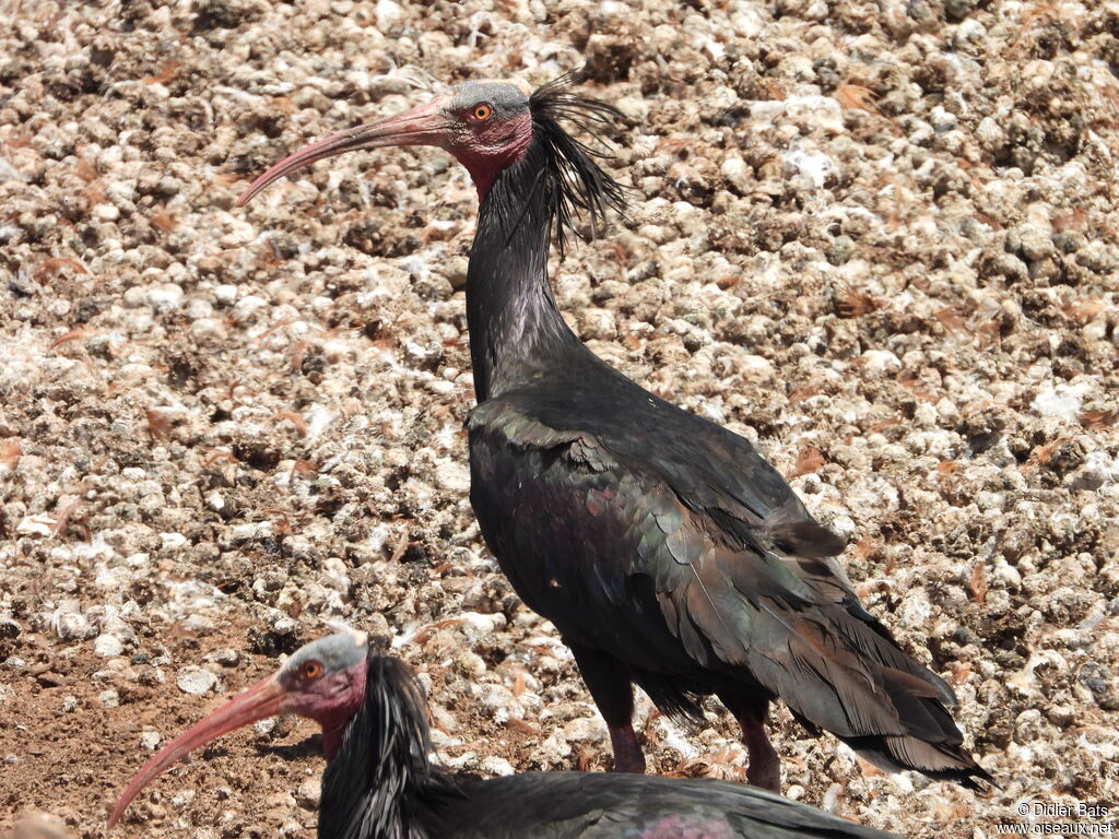 Northern Bald Ibisadult