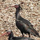 Ibis chauve