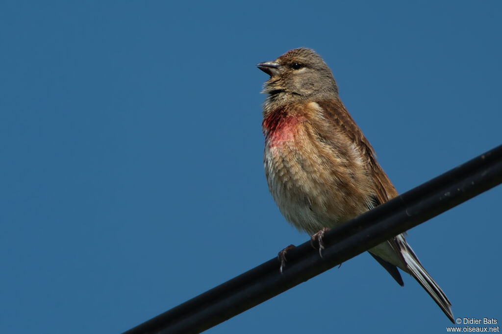 Linotte mélodieuse mâle adulte