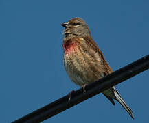 Common Linnet