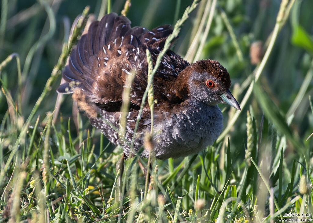 Baillon's Crakeadult