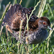 Baillon's Crake