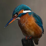 Common Kingfisher