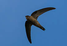 Martinet du Cap-Vert