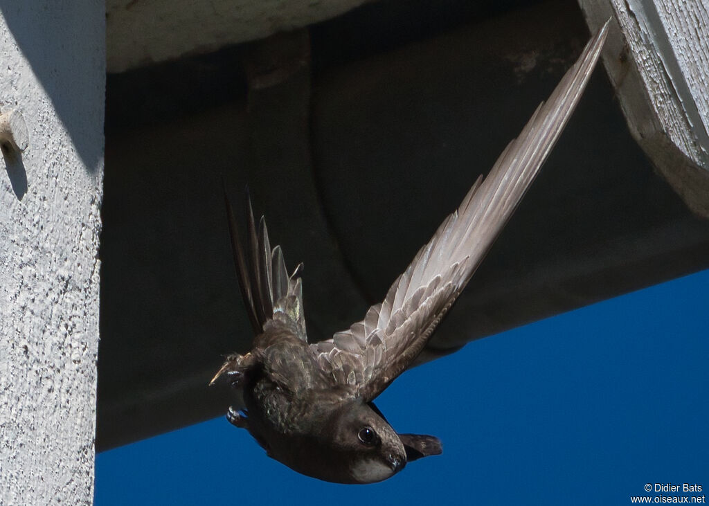 Common Swift