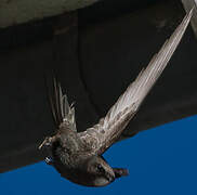 Common Swift