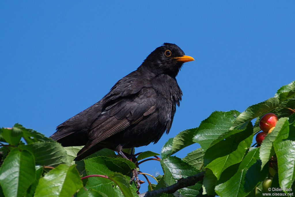 Common Blackbird male adult