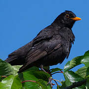 Common Blackbird