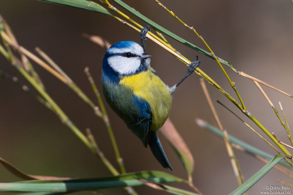 Mésange bleueadulte