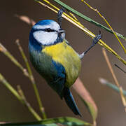 Eurasian Blue Tit