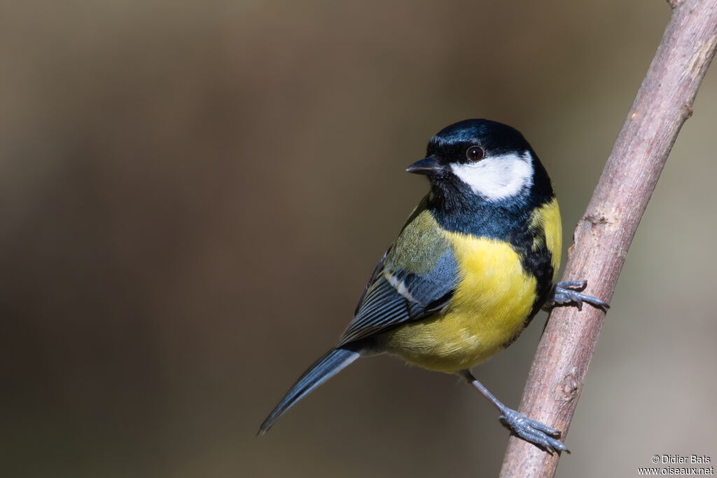 Mésange charbonnièreadulte