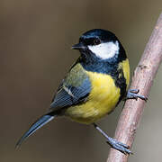 Great Tit