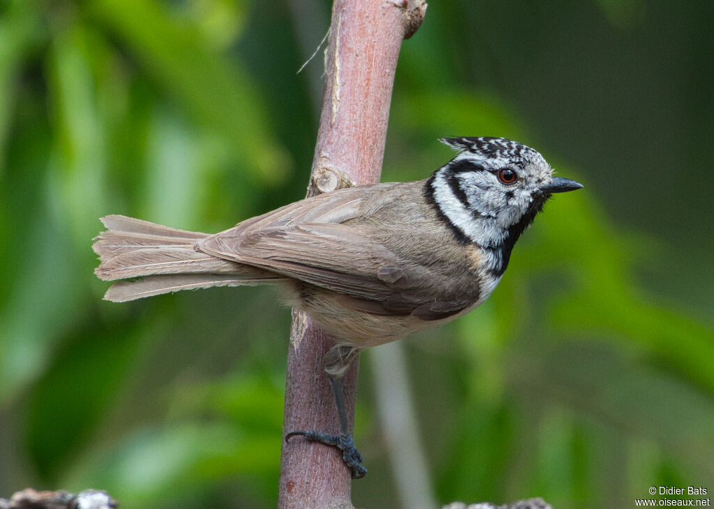 Mésange huppéeadulte