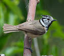 Mésange huppée