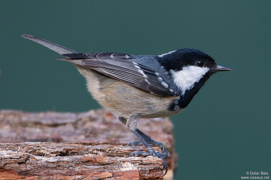 Mésange noire