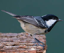 Coal Tit