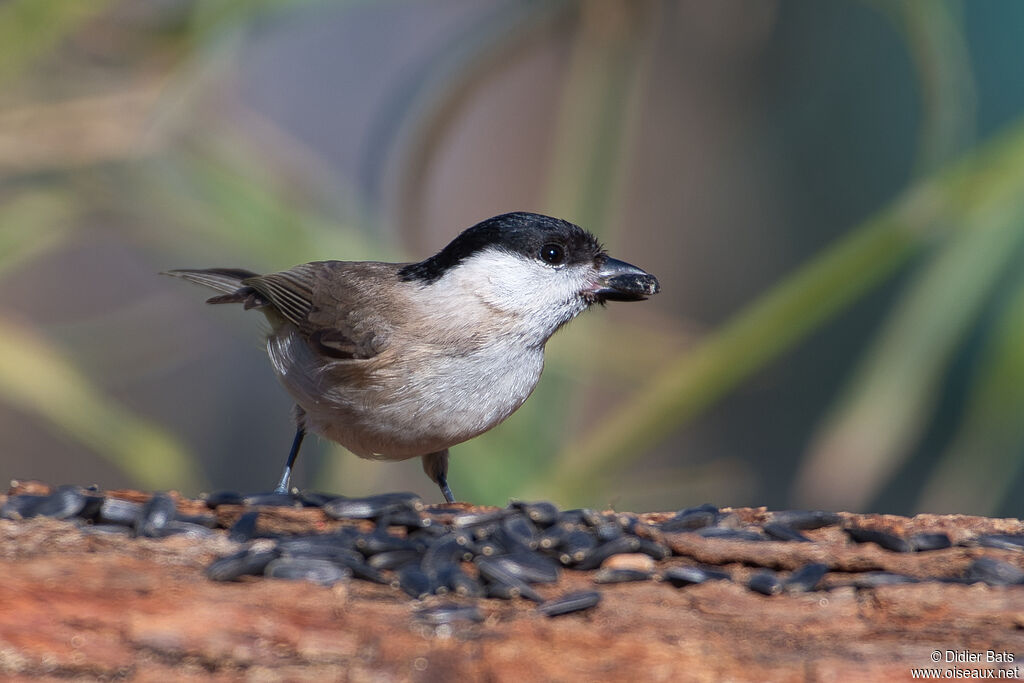 Marsh Tit