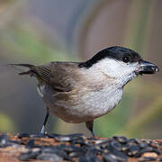 Marsh Tit