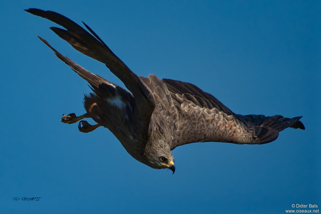 Black Kite