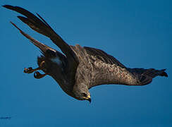 Black Kite