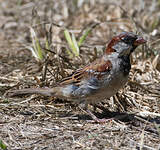 Moineau domestique