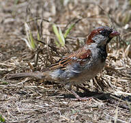 House Sparrow