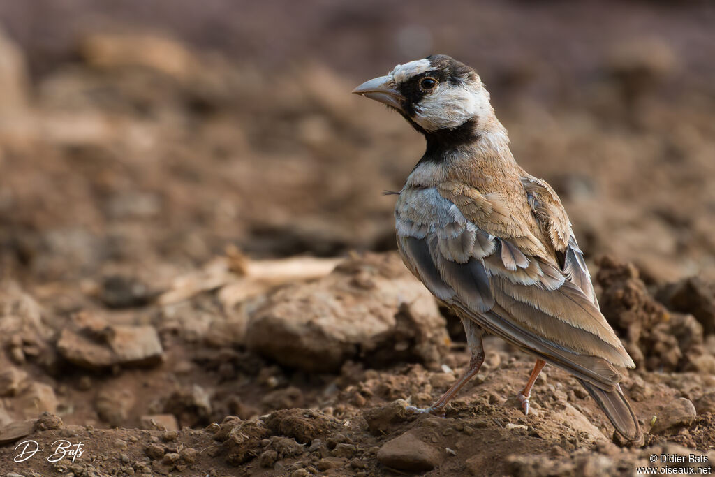 Moinelette à front blanc