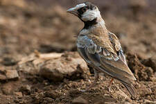 Moinelette à front blanc