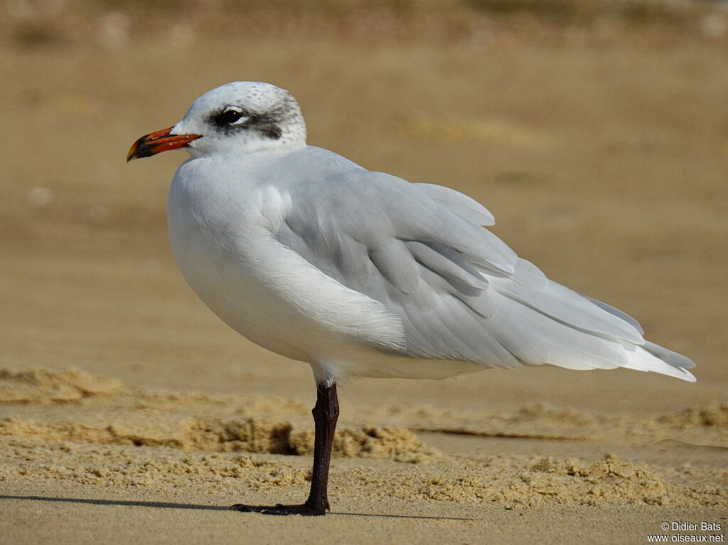 Mouette mélanocéphaleadulte internuptial