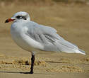 Mouette mélanocéphale